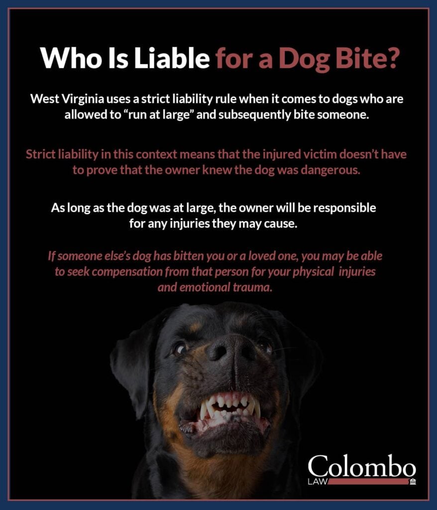 Who is liable for a dog bite? | Colombo Law